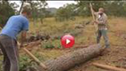 Protecting and Regenerating Forests in Mexico